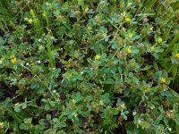 Medicago minima 22, Kleine rupsklaver, Saxifraga-Ed Stikvoort