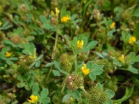 Medicago minima 23, Kleine rupsklaver, Saxifraga-Ed Stikvoort