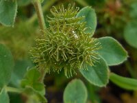 Medicago minima 24, Kleine rupsklaver, Saxifraga-Ed Stikvoort