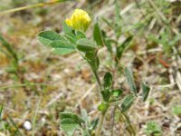 Medicago minima 26, Kleine rupsklaver, Saxifraga-Rutger Barendse