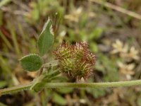 Medicago minima 27, Kleine rupsklaver, Saxifraga-Ed Stikvoort