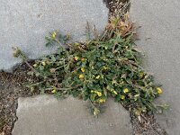 Medicago minima 28, Kleine rupsklaver, Saxifraga-Ed Stikvoort