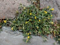 Medicago minima 29, Kleine rupsklaver, Saxifraga-Ed Stikvoort