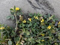Medicago minima 30, Kleine rupsklaver, Saxifraga-Ed Stikvoort