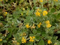 Medicago minima 31, Kleine rupsklaver, Saxifraga-Ed Stikvoort