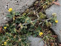 Medicago minima 32, Kleine rupsklaver, Saxifraga-Ed Stikvoort