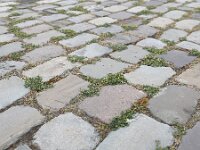 Medicago minima 33, Kleine rupsklaver, Saxifraga-Ed Stikvoort