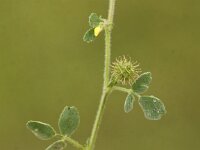 Medicago minima 7, Kleine rupsklaver, Saxifraga-Peter Meininger
