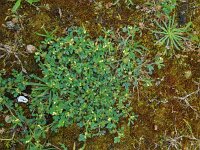 Medicago minima 9, Kleine rupsklaver, Saxifraga-Ed Stikvoort