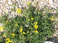 Medicago prostrata 2, Saxifraga-Jasenka Topic