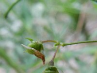 Medicago prostrata 4, Saxifraga-Rutger Barendse