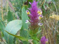 Melampyrum arvense 17, Wilde weit, Saxifraga-Ed Stikvoort