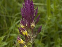 Melampyrum arvense 2, Wilde weit, Saxifraga-Jan van der Straaten