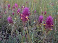 Melampyrum arvense 27, Wilde weit, Saxifraga-Ed Stikvoort