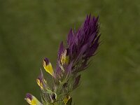 Melampyrum arvense 3, Wilde weit, Saxifraga-Jan van der Straaten