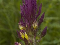 Melampyrum arvense 4, Wilde weit, Saxifraga-Jan van der Straaten