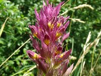 Melampyrum arvense 47, Wilde weit, Saxifraga-Hans Grotenhuis