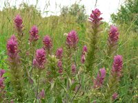 Melampyrum arvense 6, Wilde weit, Saxifraga-Jan Willem Jongepier