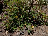 Melilotus indicus 35, Kleine honingklaver, Saxifraga-Ed Stikvoort