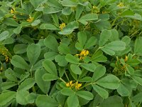 Melilotus messanensis 5, Saxifraga-Peter Meininger