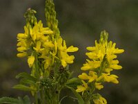 Melilotus segetalis 2, Saxifraga-Willem van Kruijsbergen
