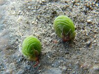 Melilotus sulcatus 2, Saxifraga-Rutger Barendse