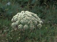 Melospermum peloponnesiacum 2, Saxifraga-Jan van der Straaten
