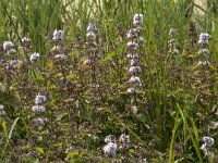 Mentha aquatica 16, Watermunt, Saxifraga-Jan van der Straaten