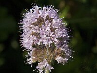 Mentha aquatica 17, Watermunt, Saxifraga-Jan van der Straaten