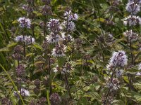 Mentha aquatica 18, Watermunt, Saxifraga-Jan van der Straaten