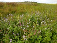 Mentha aquatica 28, Watermunt, Saxifraga-Ed Stikvoort