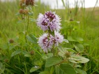 Mentha aquatica 29, Watermunt, Saxifraga-Ed Stikvoort