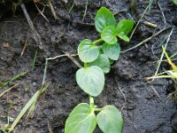 Mentha aquatica 32, Watermunt, Saxifraga-Rutger Barendse