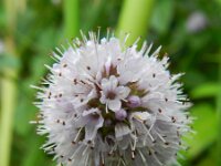 Mentha aquatica 33, Watermunt, Saxifraga-Rutger Barendse