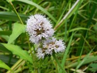 Mentha aquatica 35, Watermunt, Saxifraga-Rutger Barendse