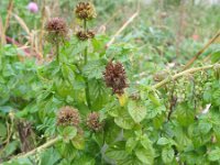 Mentha aquatica 36, Watermunt, Saxifraga-Rutger Barendse