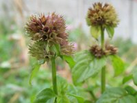 Mentha aquatica 37, Watermunt, Saxifraga-Rutger Barendse