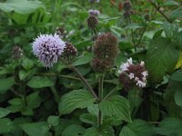 Mentha aquatica 4, Watermunt, Saxifraga-Rutger Barendse