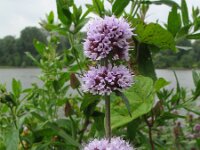 Mentha aquatica 5, Watermunt, Saxifraga-Rutger Barendse