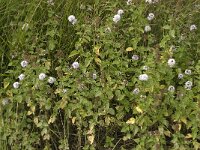 Mentha aquatica 6, Watermunt, Saxifraga-Jan van der Straaten