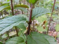 Mentha x piperita 2, Pepermunt, Saxifraga-Rutger Barendse