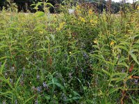Mentha x verticillata 7, Kransmunt, Saxifraga-Hans Boll