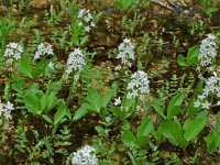 Menyanthes trifoliata 2, Waterdrieblad, Saxifraga-Willem van Kruijsbergen