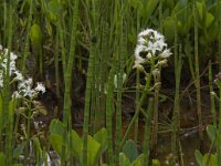 Menyanthes trifoliata 22, Waterdrieblad, Saxifraga-Jan van der Straaten