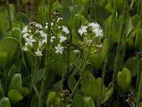 Menyanthes trifoliata 23, Waterdrieblad, Saxifraga-Jan van der Straaten