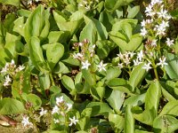Menyanthes trifoliata 26, Waterdrieblad, Saxifraga-Peter Meininger