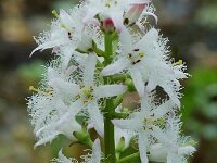Menyanthes trifoliata 3, Waterdrieblad, Saxifraga-Willem van Kruijsbergen