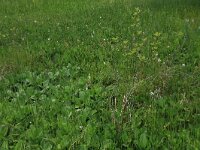 Menyanthes trifoliata 30, Waterdrieblad, Saxifraga-Hans Boll