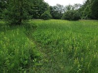Menyanthes trifoliata 31, Waterdrieblad, Saxifraga-Hans Boll