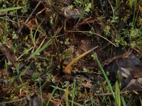 Menyanthes trifoliata 34, Waterdrieblad, Saxifraga-Hans Boll